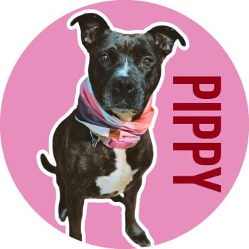 Pippy -  Pit Bull Terrier Dog for Adoption in Fort Worth, Texas - Pippy | PetCurious