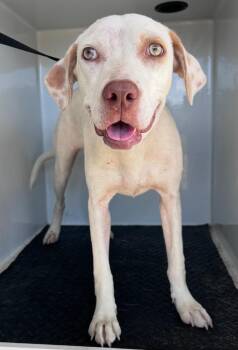 Diva -  Weimaraner and Pointer Dog for Adoption in Albany, Georgia - Diva | PetCurious