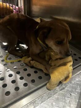 MOGLI -  Chihuahua Dog for Adoption in Dallas, Texas - MOGLI | PetCurious