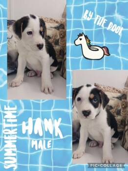 Hound Dogs Available for Adoption in Manchester, Connecticut - Hank | PetCurious