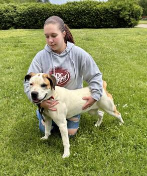 Presa Canario Dogs Available for Adoption in Owensboro, Kentucky - NOVA | PetCurious