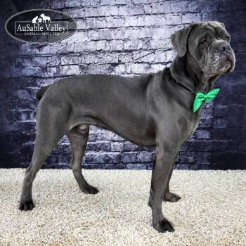 Mastiff and Cane Corso Dogs Available for Adoption - Bruce | PetCurious