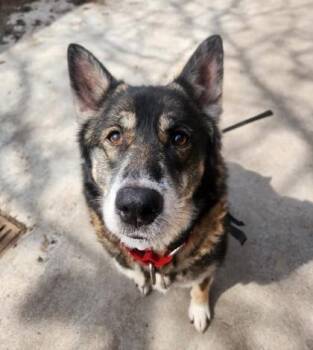 Loco -  Mixed Breed Dog for Adoption in Montreal, Quebec - Loco | PetCurious