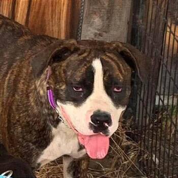 Sadie -  Boxer and American Bulldog Dog for Adoption in Tonasket, Washington - Sadie | PetCurious