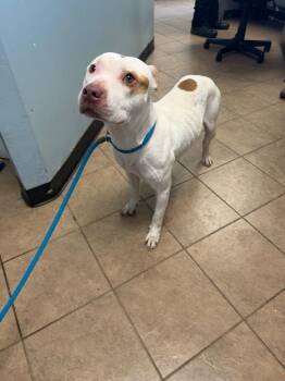 Pit Bull Terrier Dogs Available for Adoption in Marion, Ohio - Maleficent | PetCurious