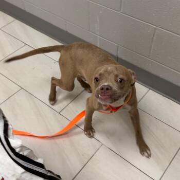 Harold -  Mixed Breed Dog for Adoption in Lufkin, Texas - Harold | PetCurious
