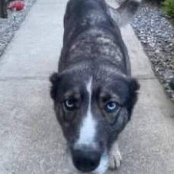 Nesta -  Mixed Breed Dog for Adoption in Huntington, West Virginia - Nesta | PetCurious