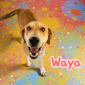 Labrador Retriever Dogs Available for Adoption - Waya | PetCurious