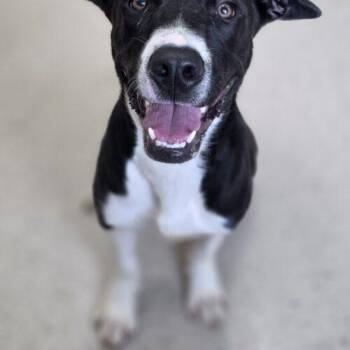 Dunkin -  Great Dane and Mixed Breed Dog for Adoption in Burlington, Iowa - Dunkin | PetCurious