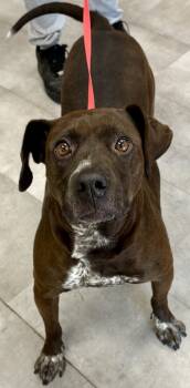 Rescue Mixed Breed Dogs for Adoption in West Chester, Pennsylvania - Nancy D | PetCurious