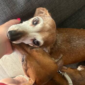Gracie -  Dachshund Dog for Adoption in Las Vegas, Nevada - Gracie | PetCurious
