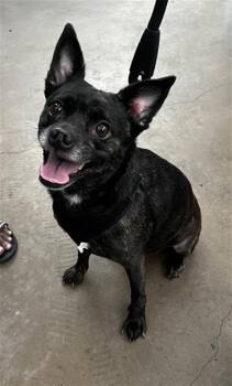 VICKY -  Mixed Breed Dog for Adoption in Dallas, Texas - VICKY | PetCurious