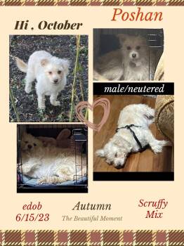 Poshan OR13940-Thw -  West Highland White Terrier Westie and Poodle Dog for Adoption in Missouri City, Texas - Poshan OR13940-Thw | PetCurious