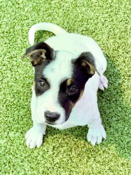 Jack Russell Terrier and Mixed Breed Dogs Available for Adoption in Cape Coral, Florida - Gabriel Iglesias | PetCurious