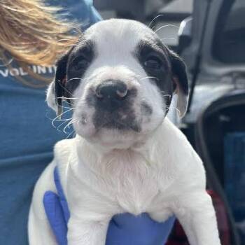 Great Pyrenees Dogs Available for Adoption - Briar | PetCurious