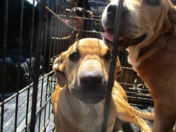 Labrador Retriever Dogs Available for Adoption in Ocala, Florida - A380884 | PetCurious