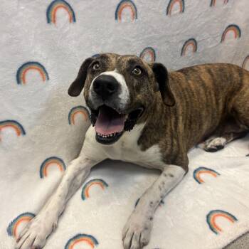 Cali -  Pit Bull Terrier and Mixed Breed Dog for Adoption in Long Beach, California - Cali | PetCurious