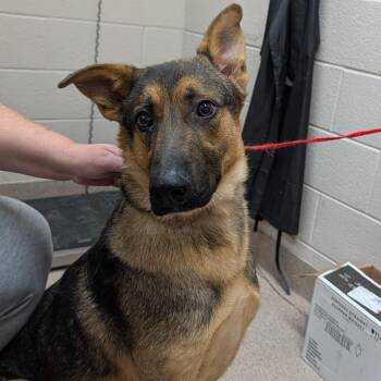 German Shepherd Dog Dogs Available for Adoption - Bango | PetCurious