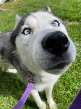 Nandor -  Husky Dog for Adoption in Fall River, Massachusetts - Nandor | PetCurious