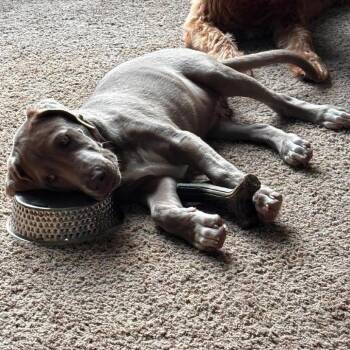 Preston -  Labrador Retriever and Weimaraner Dog for Adoption in Alma, Wisconsin - Preston | PetCurious