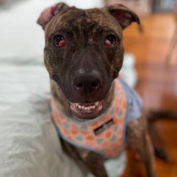 Rescue Mixed Breed Dogs for Adoption in Philadelphia, Pennsylvania - Peaches | PetCurious