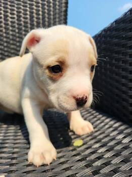 Mary Shelley -  Pit Bull Terrier Dog for Adoption in Pottstown, Pennsylvania - Mary Shelley | PetCurious