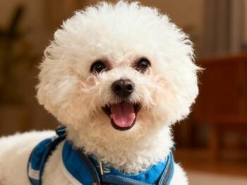 Bichon Frise Dogs Available for Adoption in City Of Industry, California - Phyllis | PetCurious