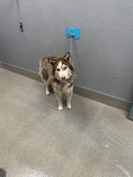 CAPPUCCINO -  Husky Dog for Adoption in Las Vegas, Nevada - CAPPUCCINO | PetCurious