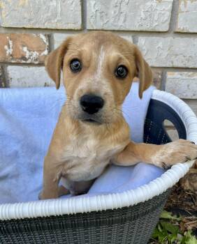 Labrador Retriever and Terrier Dogs Available for Adoption - Wolfgang | PetCurious