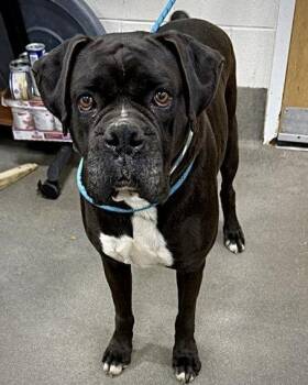 Tyson MD -  Boxer Dog for Adoption in Monticello, New York - Tyson MD | PetCurious