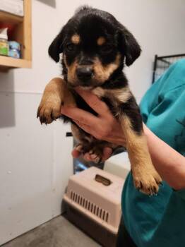 Labrador Retriever and Rottweiler Dogs Available for Adoption - Loki | PetCurious