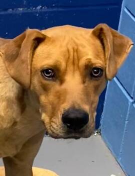 Voltage -  Labrador Retriever and Shepherd Dog Available for Adoption in Hartsville, South Carolina - Voltage | PetCurious