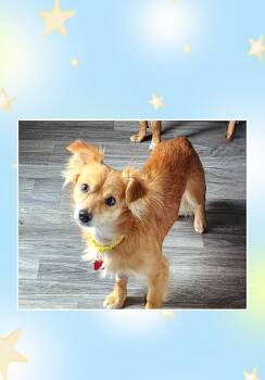 Spaniel Dogs Available for Adoption in Lake Geneva, Wisconsin - Charlie  | PetCurious