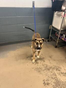 Pit Bull Terrier and Akita Dogs Available for Adoption in Tallahassee, Florida - BLUE | PetCurious