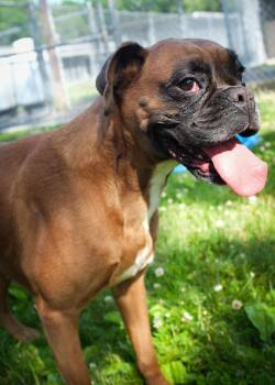 Elina -  Boxer Dog for Adoption in Middlesex, New Jersey - Elina | PetCurious