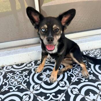 Wrangler -  Terrier Dog for Adoption in Harlingen, Texas - Wrangler | PetCurious