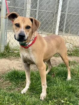Rescue Mixed Breed Dogs for Adoption in St. Joseph, Michigan - Blaze | PetCurious