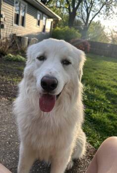 Goose -  Great Pyrenees Dog for Adoption in Owensboro, Kentucky - Goose | PetCurious