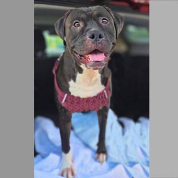 Rescue Pit Bull Terrier Dogs for Adoption in Conroe, Texas - BRODY | PetCurious