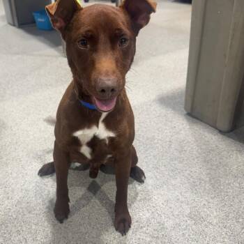 Labrador Retriever and Mixed Breed Dogs Available for Adoption - Rinkus | PetCurious