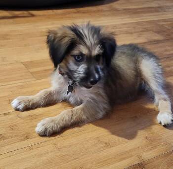 Sacha -  Shepherd Dog for Adoption in Hillside, Illinois - Sacha | PetCurious