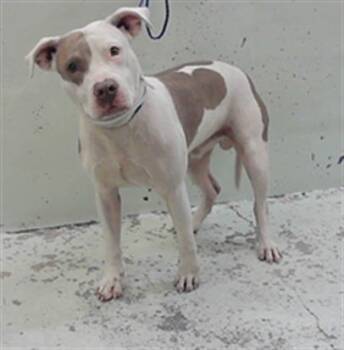 ACE -  Staffordshire Bull Terrier and Mixed Breed Dog for Adoption in Houston, Texas - ACE | PetCurious