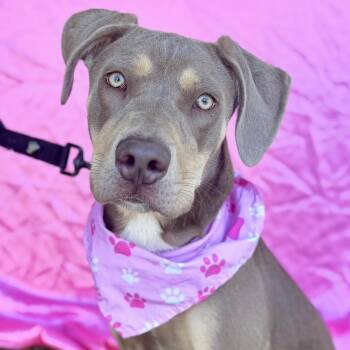 Rescue Weimaraner and Mixed Breed Dogs for Adoption in Rowland Heights, California - AUTUMN | PetCurious