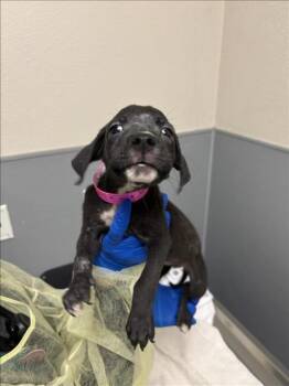 MARY PUPPINS -  Pit Bull Terrier Dog for Adoption in Las Vegas, Nevada - MARY PUPPINS | PetCurious