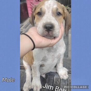 Jim Bob -  Hound Dog for Adoption in Manchester, Connecticut - Jim Bob | PetCurious