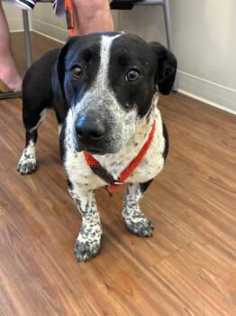 Australian Cattle Dog Blue Heeler Dogs Available for Adoption in Christiansburg, Virginia - Gherkin (Mabel) | PetCurious