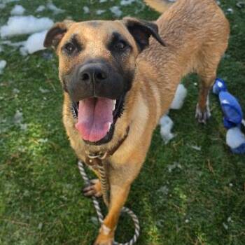 Spud Muffin -  Shepherd and Mixed Breed Dog for Adoption in Fort Collins, Colorado - Spud Muffin | PetCurious