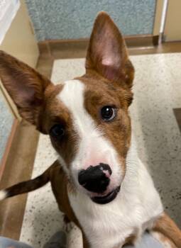 Rescue Cattle Dog and Pit Bull Terrier Dogs for Adoption in Mustang, Oklahoma - Simba | PetCurious