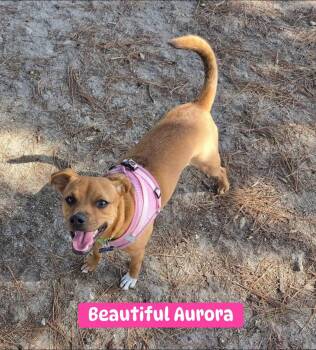 Aurora -  Beagle Dog for Adoption in Fort Mill, South Carolina - Aurora | PetCurious