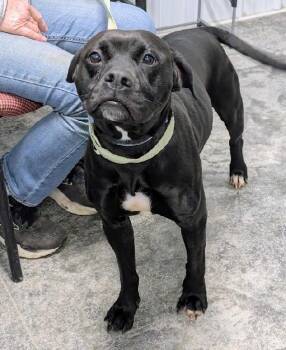 Boxer and Pit Bull Terrier Dogs Available for Adoption - Sage | PetCurious